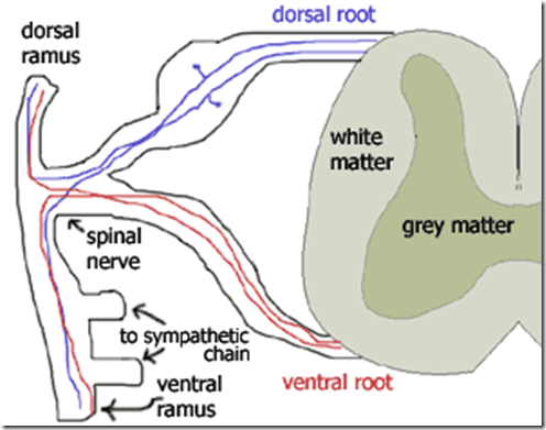 Organisation of Peripheral Nervous System & Spinal Cord